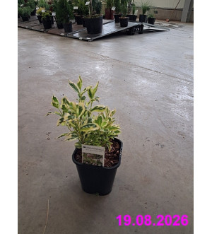 Weigela florida 'Nana Variegata' C 1,4 L